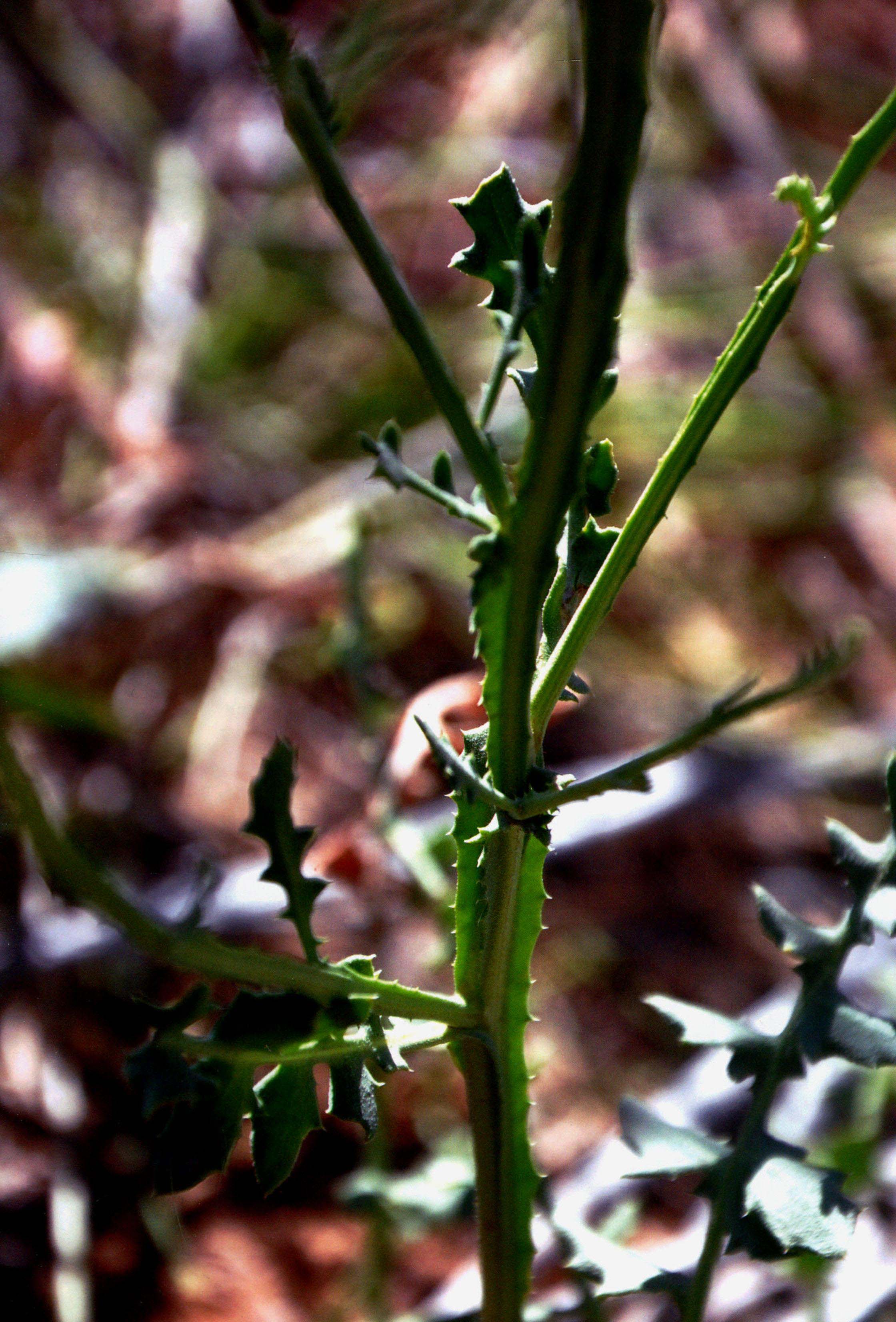 抱茎风毛菊